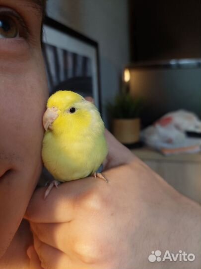 Птенец ручной