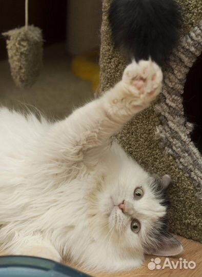 Баунти ищет дом