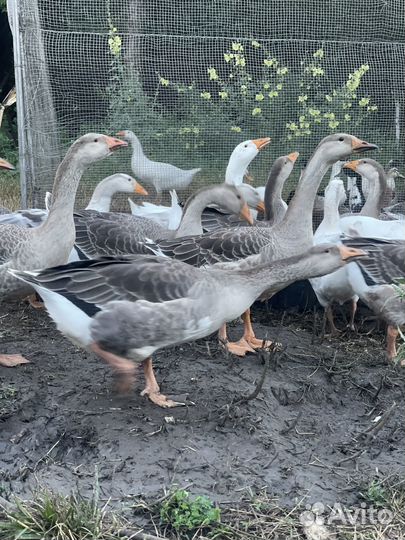 Гусь домашние