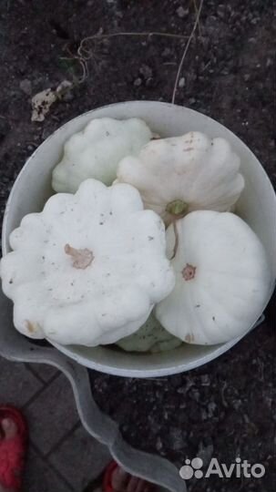 Продаю кабачки, цукини, патиссоны домашние