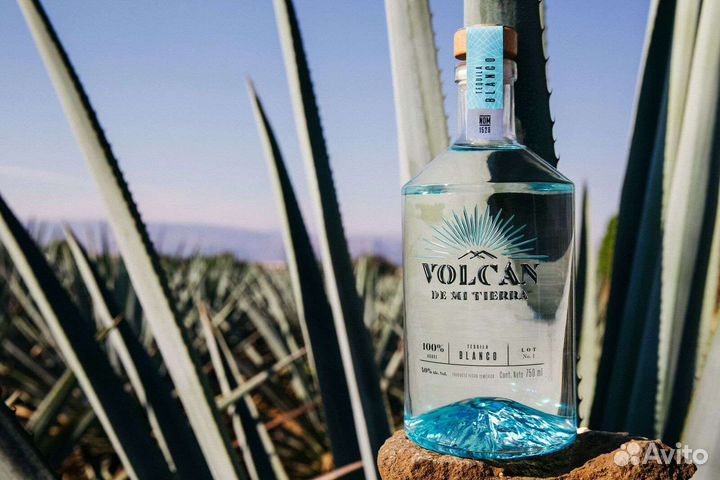 Агава американская