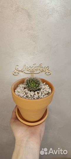 Кактусы в ассортименте