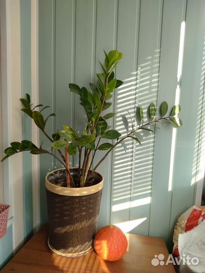 Фикус бенджамина, драцена юкка пальма