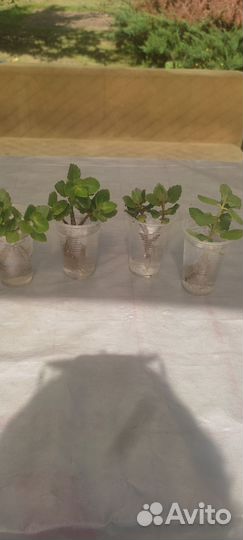 Каланхоэ цветущий