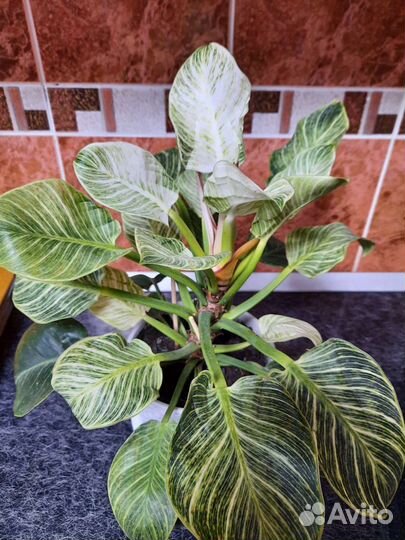 Филодендрон Биркин