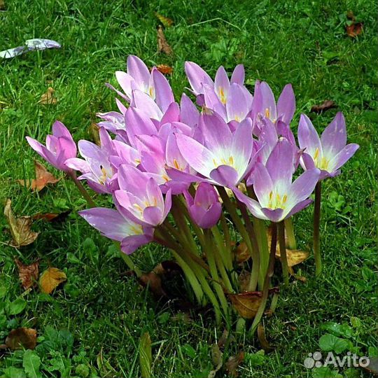 Безвременник