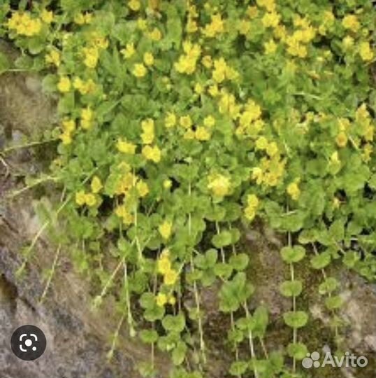 Вербейник монетчатый