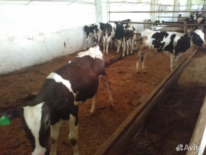 Бычки на откорм
