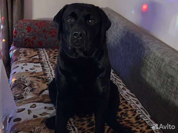 Лабрадор вязка