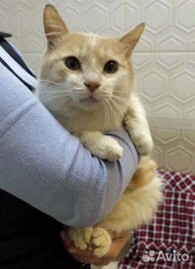 Котик в добрые руки