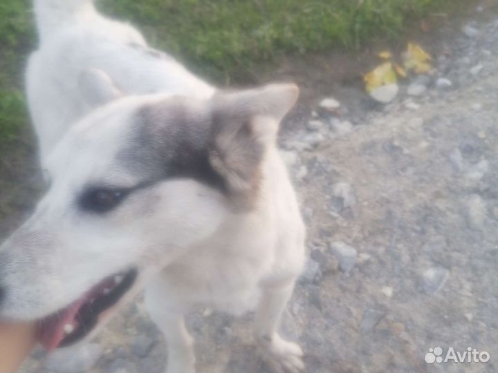 Хаски помесь