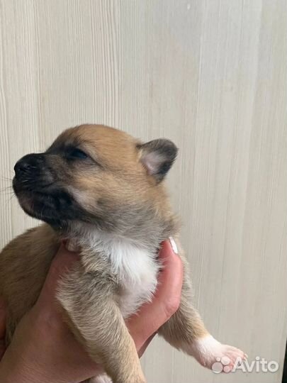 Щеночки в добрые руки