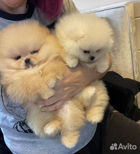 Шпиц медвежата девчата и ребята