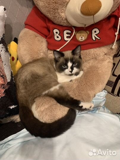 Кот для вязки