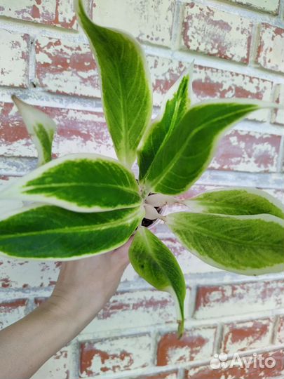 Аглаонема Lipstick Green