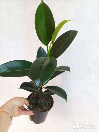 Фикус мелани