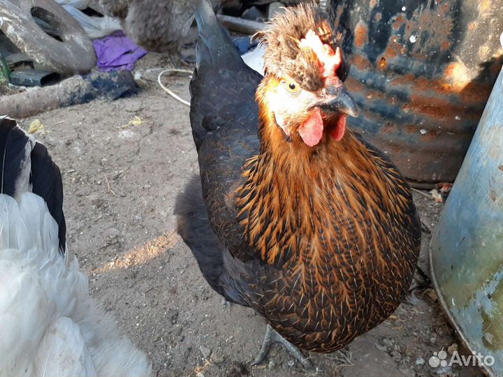 Петухи производители и курочки несушки