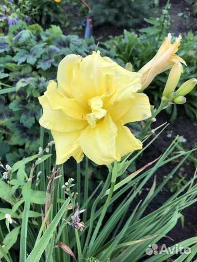 Лилейники сортовые