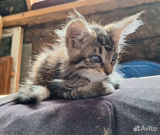 Котята ищут дом