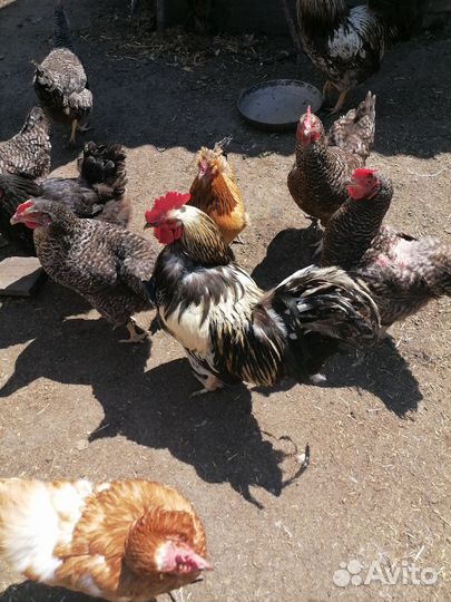 Цыплята несушки разного возраста