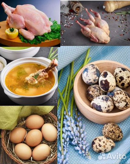 Продам домашнее:куры, яйцо куринное и перепелинное