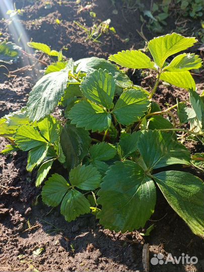 Рассада клубники