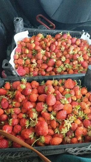 Участок 12 сот. (СНТ, ДНП)