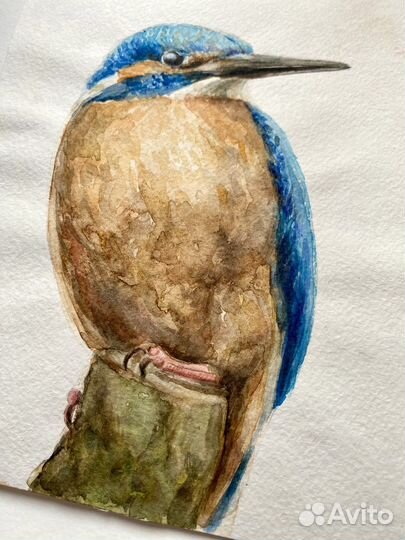 Акварельный рисунок «Птица Зимородок»