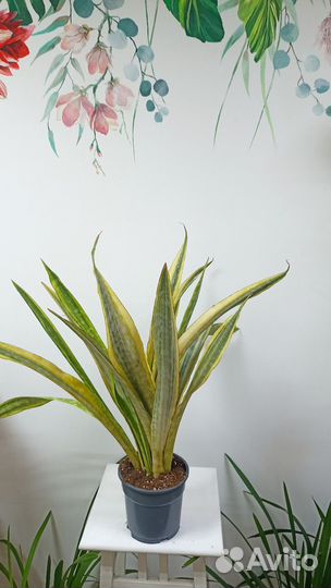 Сансевиерия