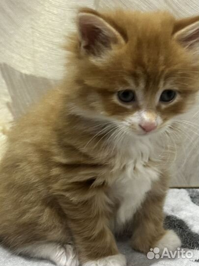 Курильский бобтейл