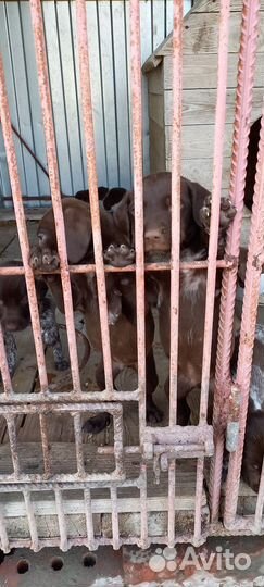 Щенки курцхаара