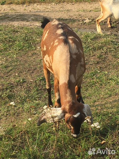 Коза нубийская