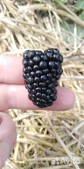 Ежевика Блэк Джем