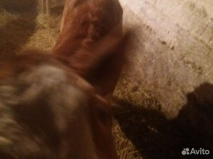 Продажа бычок