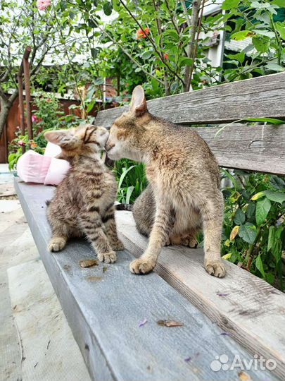 Отдам бесплатно котят