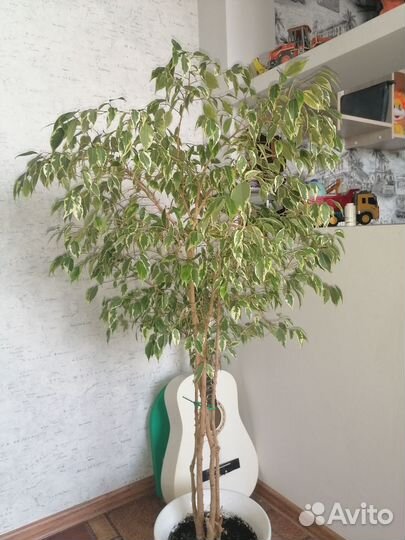 Фикусы бенджамина, юкка