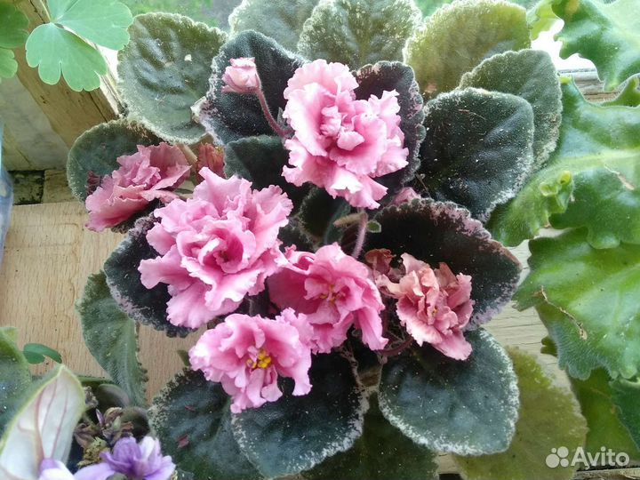 Фиалки взрослые,старты, детки