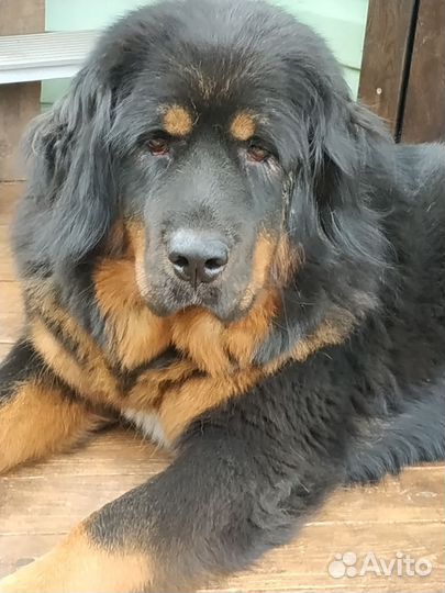 Собачья шерсть от тибетского мастифа