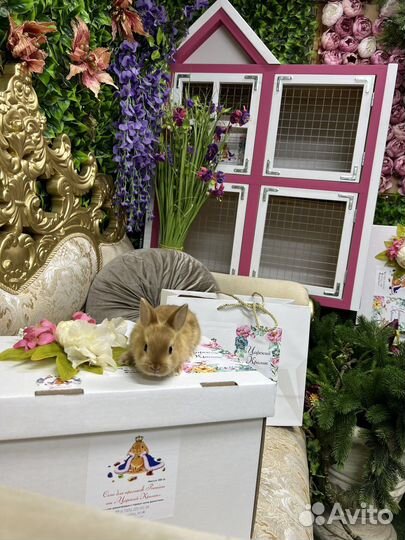 Карликовые кролики Царские