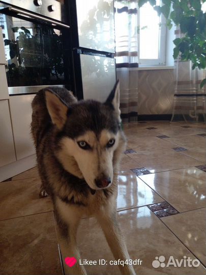 Потерялась собака хаски девочка