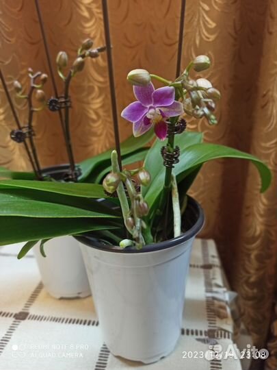 Орхидея фаленопсис