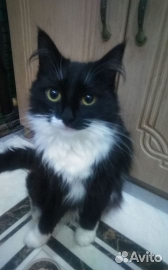 Кошечка Ласка 8 -10 мес