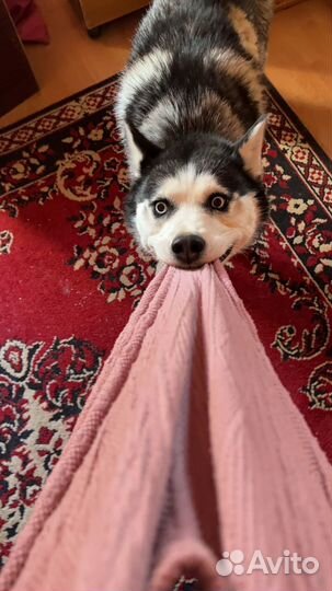 Сибирский хаски бесплатно