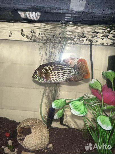 Акара бирюзовая самец