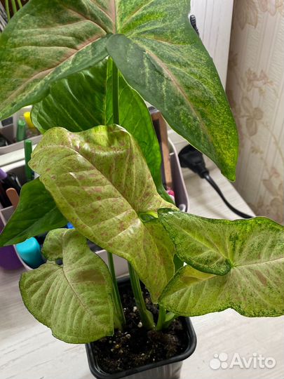 Сингониум конфетти