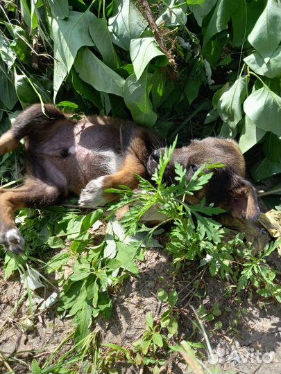 Парень 2,5 месяца. Будет до 12кг