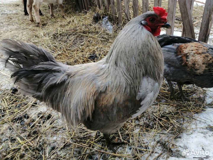 Петухи породистые яйца уток кур разноцветные