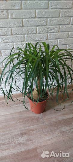 Нолина,мединилла, монстера