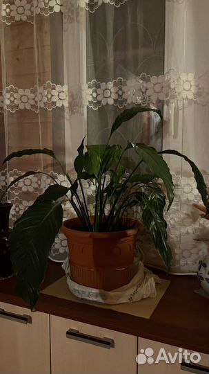 Спатифиллум