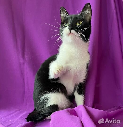 Кошка Софья в добрые руки (окрас черный с белым)